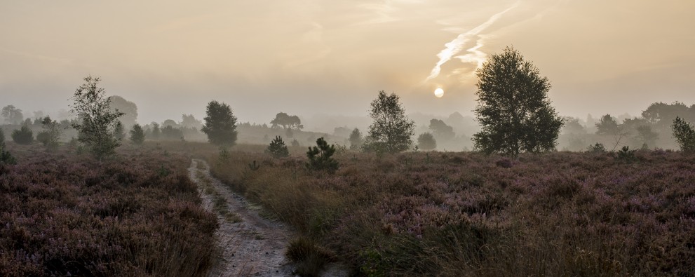 algemene plaatjes Sallandse Heuvelrug (1).jpeg