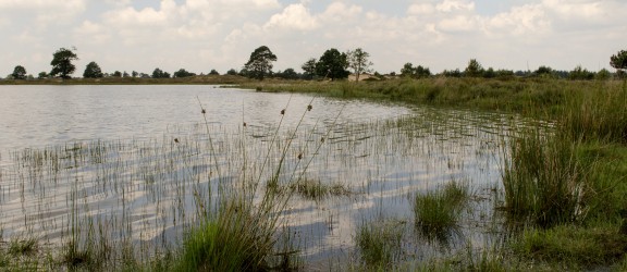 Staatsbosbeheer DFW - Drents Friese Wold .jpg